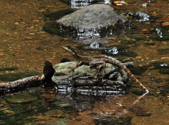 Basilic commun (Parc national de Carara, Costa Rica)  Juillet 2014