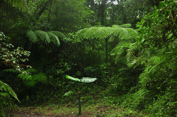 Promenade dans la forêt des nuages à Monteverde