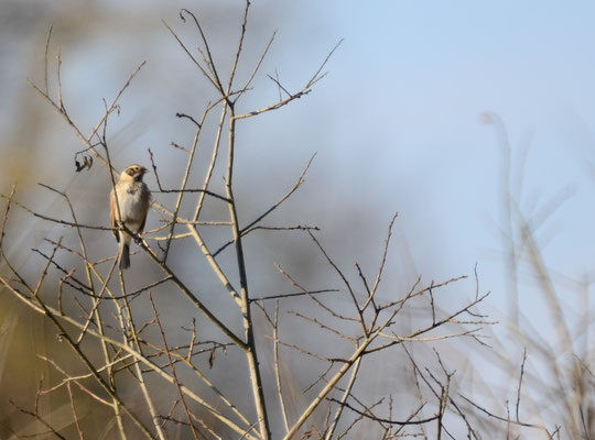 Bruant des roseaux dans son plumage d'hiver (Petite Camargue alsacienne, Haut-Rhin)  Février 2015