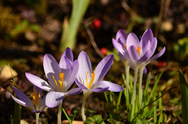 Crocus