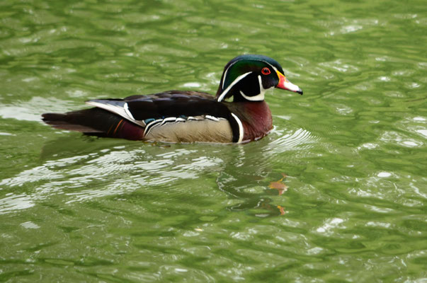 Canard carolin (Mulhouse, Haut-Rhin)  Mai 2015