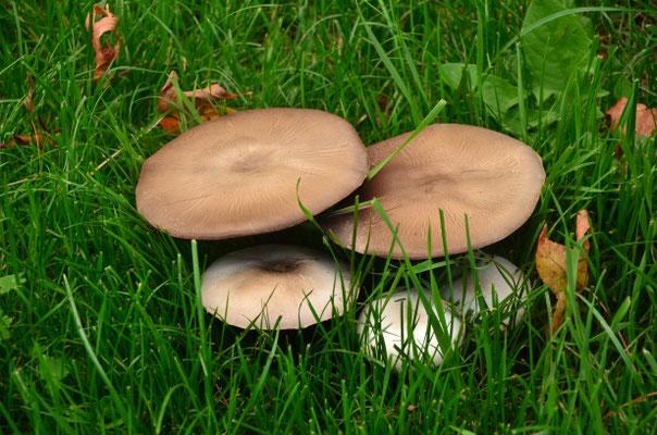 Agarics jaunissants (Alsace, novembre 2022)