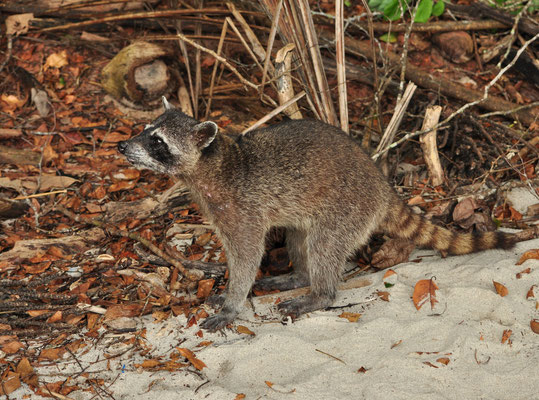 Raton laveur (Parc National Manuel Antonio, Costa Rica)  Juillet 2014