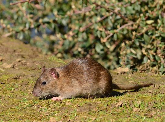 Rat brun (Mulhouse, Haut-Rhin)  Avril 2016