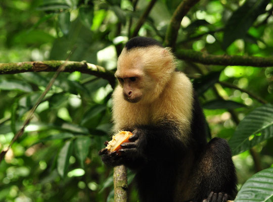 Capucin moine (Parc national Manuel Antonio, Costa Rica)  Juillet 2014