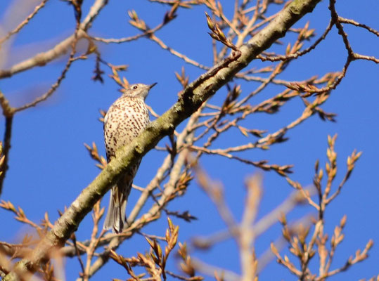 Grive draine (Petite Camargue alsacienne, Haut-Rhin)  Mars 2015