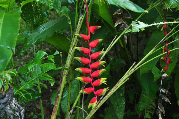 Héliconia (Costa Rica)