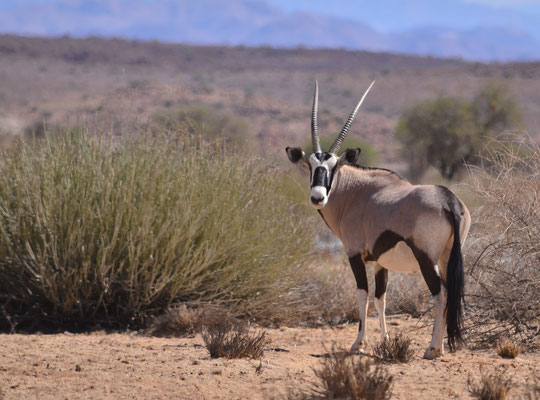 Oryx (Fish River Canyon, Namibie)  Octobre 2016
