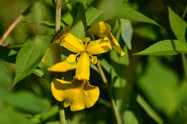 Iris des marais (Canal de l'Ill, Alsace)
