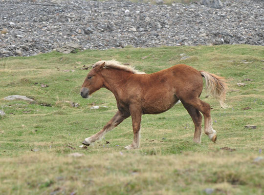 Cheval en train de courir (Piau Engaly, Hautes Pyrénées)  Septembre 2012