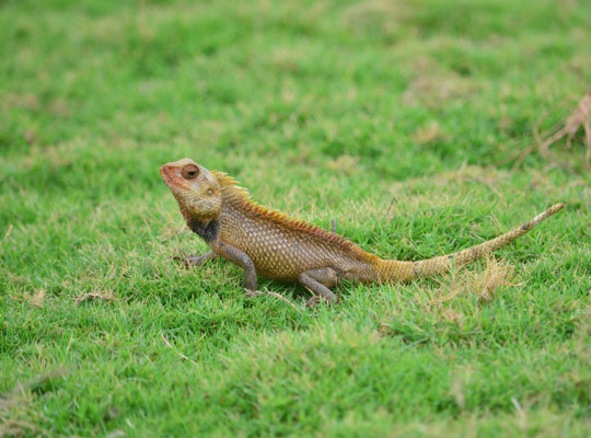 Caméléon indien (Mahabalipuram, Inde)  Novembre 2018