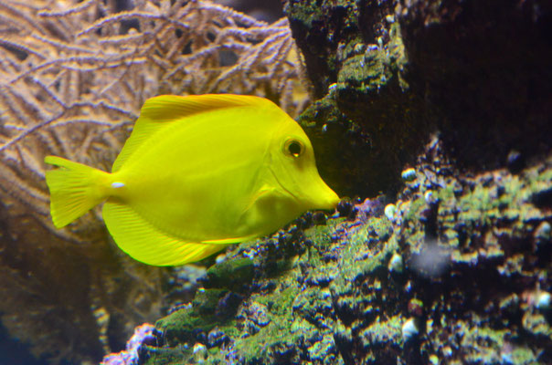 Chirurgien jaune