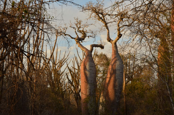 Baobabs (Réserve de Reniala)