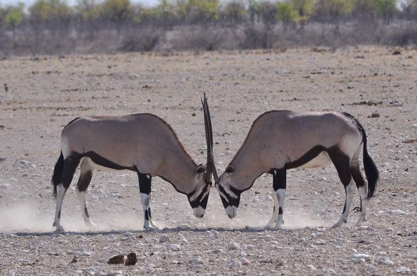 Combat des chefs entre deux oryx (Parc national d'Etosha, Namibie)  Octobre 2016