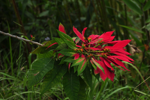 Poinsettia (Dalat, Vietnam)  Mars 2013