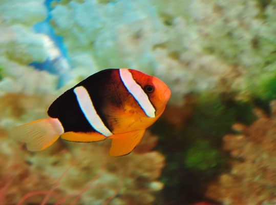 Poisson clown (Aquarium Tri N'Guyen, Nha Trang, Vietnam)  Mars 2013