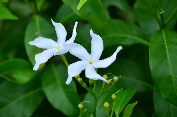 Jasmin (Mahabalipuram, Tamil Nadu, Inde)