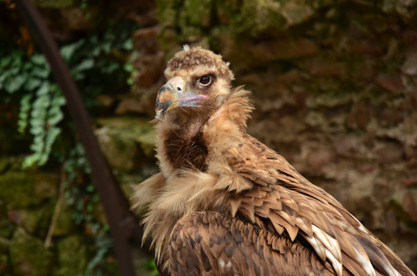 Vautour moine