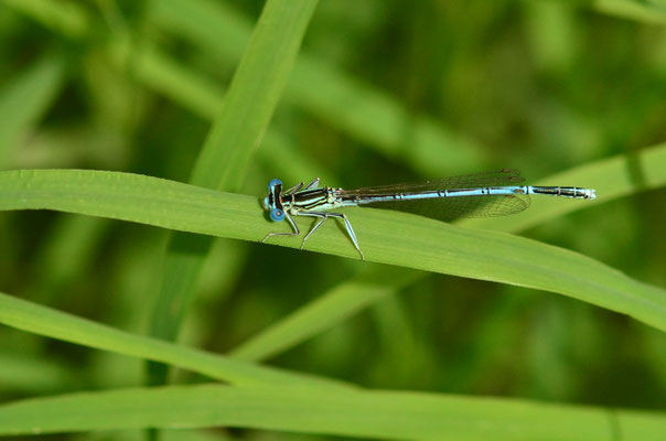 Agrion à large pattes mâle