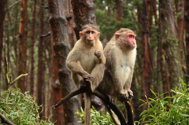 Macaques (Kodaikanal)