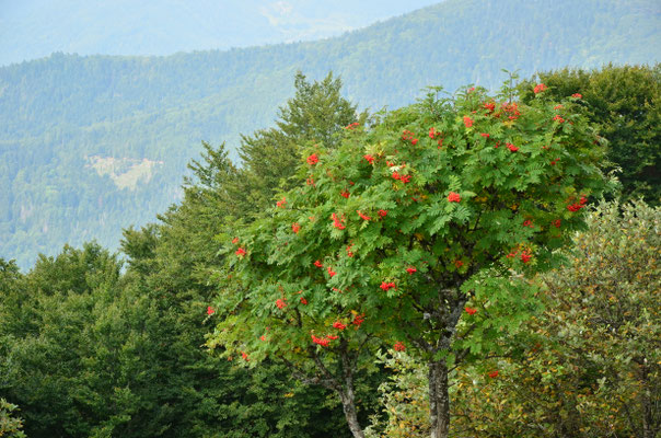 Sorbier des oiseleurs (Markstein, Alsace)
