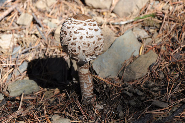Lépiote élevée (Pyrénées espagnoles, octobre 2012)
