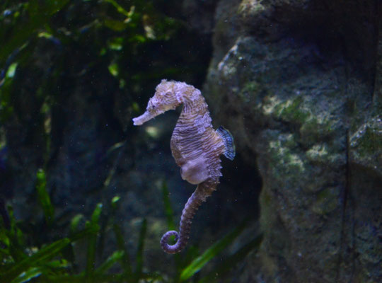 Hippocampe rayé