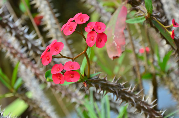 Euphorbe mili (Réserve de Vakona, Madagascar)