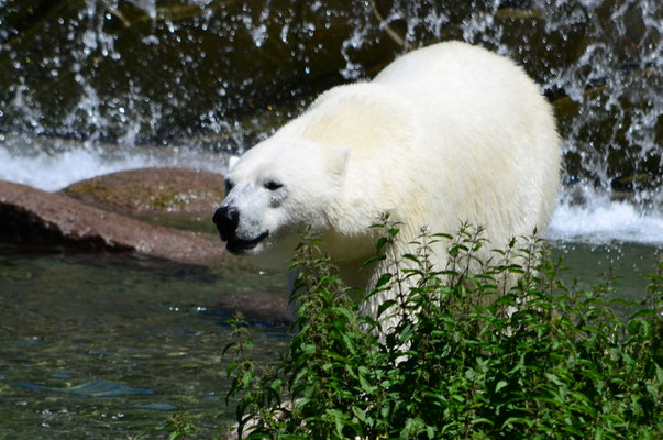 Ours blanc