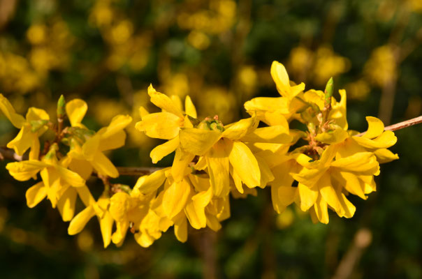 Forsythia