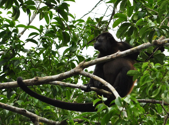 Singe hurleur à manteau (Parc national de Tortuguero, Costa Rica)  Juillet 2014