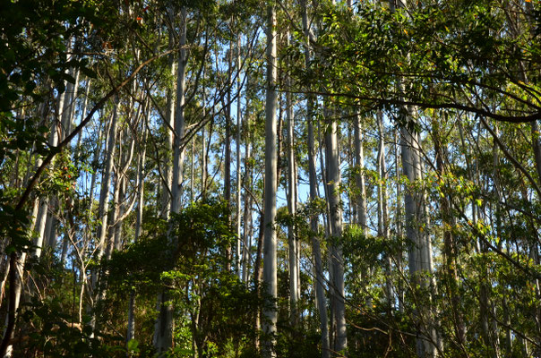 Eucalyptus (Réserve de Vakona, Madagascar)