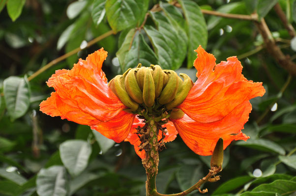 Fleur de tulipier (Thien Vien Truc Lam, Vietnam)