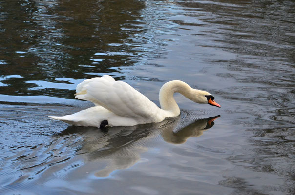 Joli miroir, dis-moi si je suis le plus beau cygne.