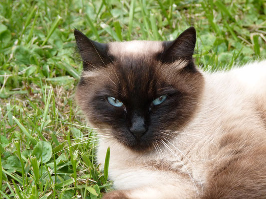 Chatte de type siamois (Walheim, Haut-Rhin)  Septembre 2010