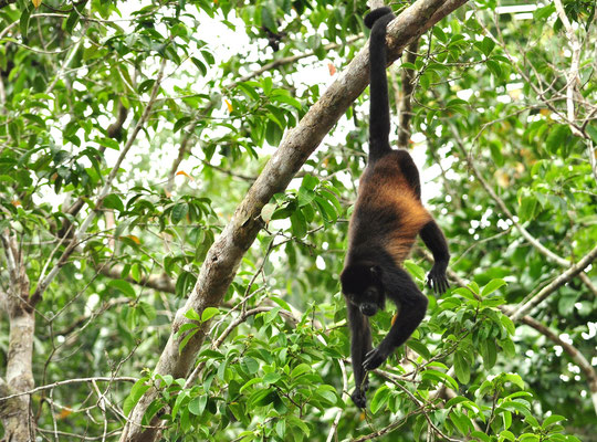 Singe hurleur à manteau (Parc national de Tortuguero, Costa Rica)  Juillet 2014