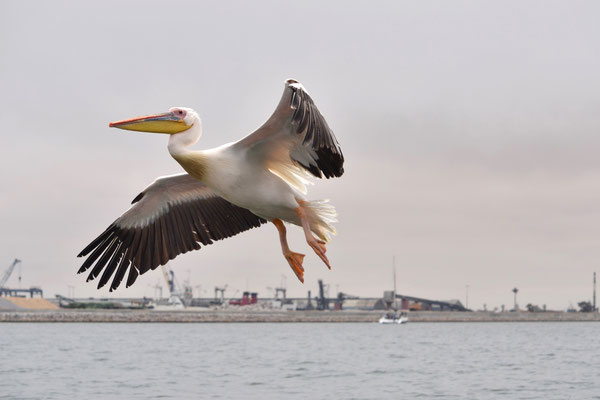 Pélican blanc (Walvis Bay, Namibie)