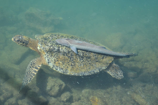 Rémora sur le dos d'une tortue (Aquarium Tri N'Guyen, Nha Trang, Vietnam)