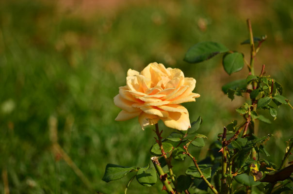 Rose jaune