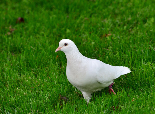 Pigeon blanc (Bâle, Suisse)  Mai 2019