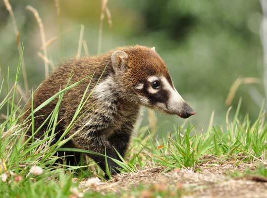 Coati à nez blanc (Volcan Irazu, Costa Rica)  Juillet 2014