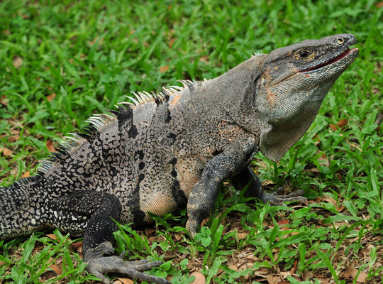 Iguane noir (Carara, Costa Rica)  Juillet 2014