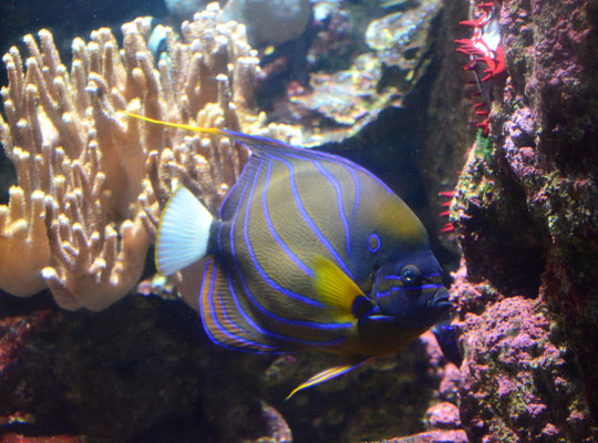 Poisson-ange à anneau