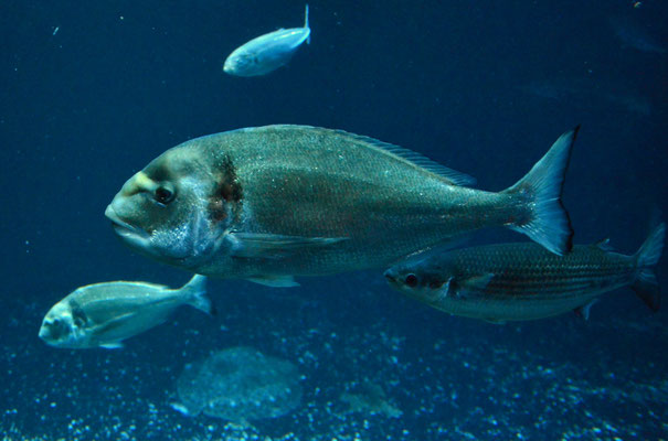 Daurade royale (Aquarium de Paris)
