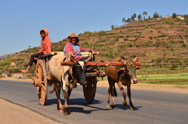 Charrette tirée par des zébus (Madagascar)