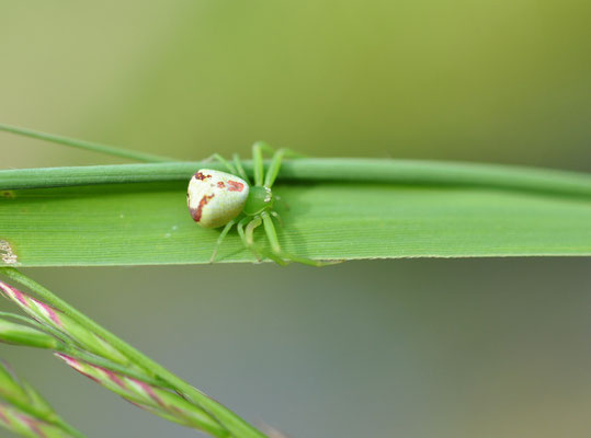 Araignée crabe (Petite Camargue alsacienne, Haut-Rhin))  Juin 2013