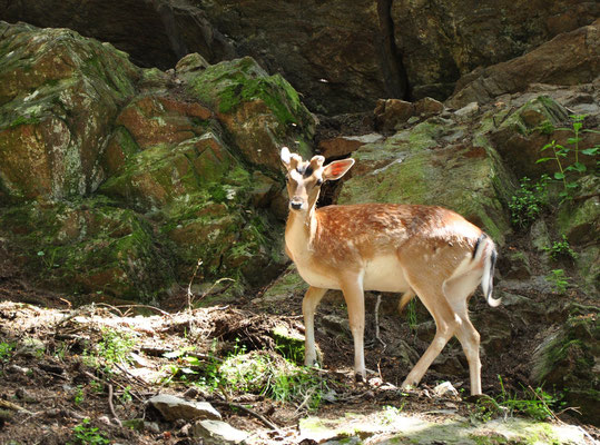 Daim (Parc animalier de Merlet, Haute-Savoie)  Juin 2014