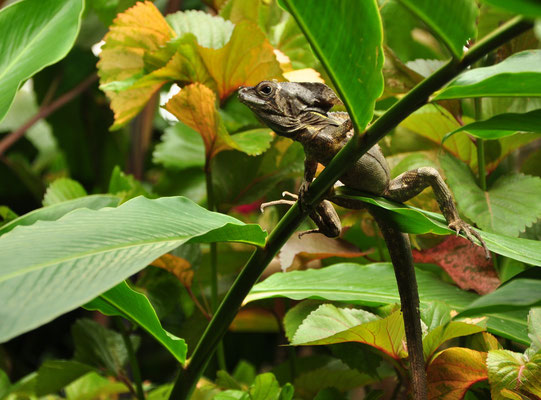 Basilic brun (Tortuguero, Costa Rica)  Juillet 2014