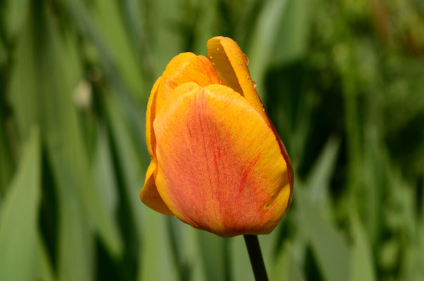 Tulipe (Mulhouse, Haut-Rhin)  Avril 2016