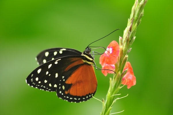 Heliconius hecale (Carara, Costa Rica)  Juillet 2014